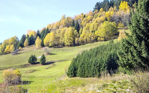 Encarden Apt. 3.1: Arbre, Vert, Feuille, Environnement Naturel, Herbe, Paysage Naturel, Végétation, Prairie, Paysage, Forêt
