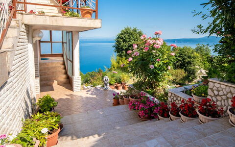 Josip: Plante, Fleur, Ciel, Propriété, Bâtiment, Pot De Fleur, Bleu, Plante D'Appartement, Architecture, L'Eau