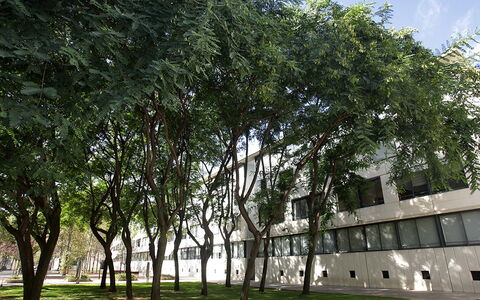 Vila Olimpica Pamplona: Arbre, Suppression Des Plantes Ligneuses, Propriété, Plante, Architecture, Maison, Bâtiment, Façade, Design Urbain, Ville