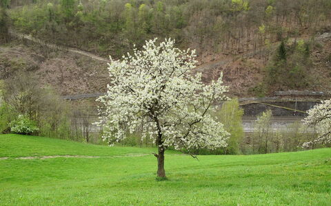 Goldegg 300: Plante, Communauté Des Plantes, Fleur, Paysage Naturel, Branche, Végétation, Arbre, Lot Terre, Herbe, Prairie