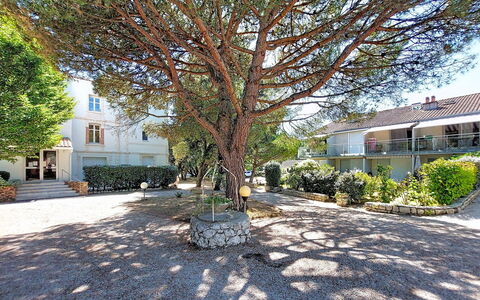 Le Platin: Branche, Feuille, Brindille, Printemps, Ombre, Jardin, Cour, Arrière-Cour