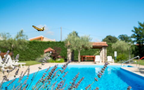 Tommy: Ciel, L'Eau, Plante, Arbre, Piscine, Loisir, Des Loisirs