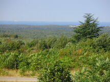 Maruzini
