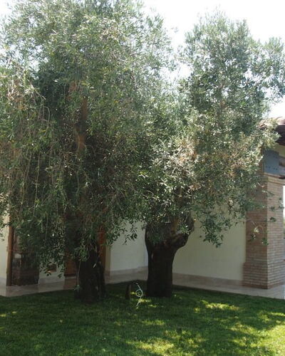 Villa Dei Cipressi