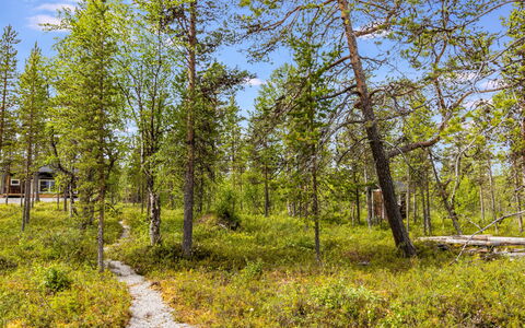 Villa Goskanjavri: Vert, Feuille, Arbre, Environnement Naturel, La Nature, Végétation, Paysage Naturel, Région Sauvage, Forêt, Communauté Des Plantes