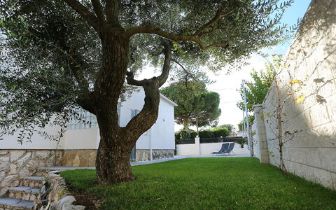 Gunella: Arbre, Propriété, Herbe, Mur, Suppression Des Plantes Ligneuses, Branche, Architecture, Plante, Famille Grass, Maison