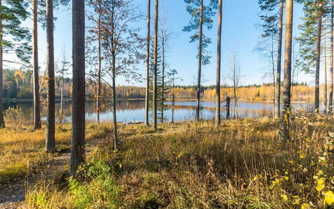 Lokinsiipi: Environnement Naturel, Arbre, La Nature, Feuille, Paysage Naturel, Forêt, Région Sauvage, Bosquet, Nord Forest Dur, Communauté Des Plantes