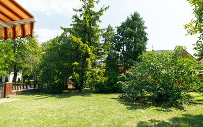 Picea