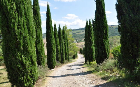 Le Querce Di Campocane: Arbre, Végétation, Vert, Biome, Paysage Naturel, Plante, Suppression Des Plantes Ligneuses, Environnement Naturel, Réserve Naturelle, Arbuste