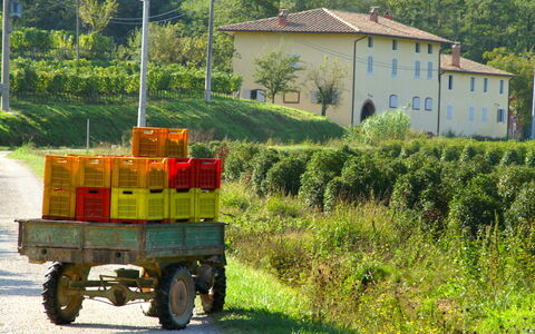 Montecatini Terme 810: Vert, Mode De Transport, Véhicule, Transport, Zone Rurale, Herbe, Arbre, Roue