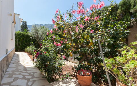 Tulipanes: Fleur, Plante, Ciel, Pot De Fleur, Plante D'Appartement, Paysage, Arbuste, Bâtiment, Maison, Plante À Fleurs