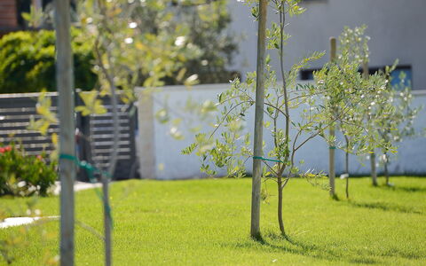 Lungera: Arbre, Vert, Herbe, Pelouse, Plante, Printemps, Suppression Des Plantes Ligneuses, Parc, Branche, Fleur