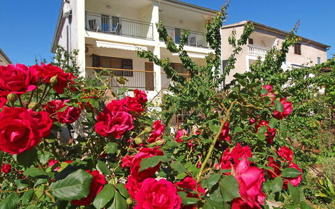 Vodice Tribunj 124: Fleur, Ciel, Plante, Fenêtre, Bâtiment, Pétale, Botanique, Maison, Rose, Herbe