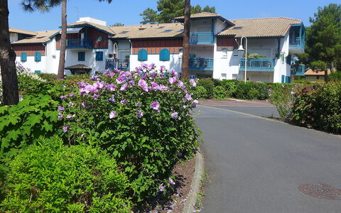 Capbreton 450: Plante, Fleur, Ciel, Bâtiment, Communauté Des Plantes, Fenêtre, Arbre, Botanique, Lot Terre, Végétation