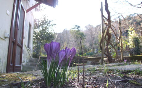 Villa Agrifogli: Fleur, Plante, Violet, Printemps, Plante À Fleurs, Botanique, Famille Grass, Jardin, Cour, Herbe