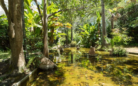 Jardines del Mar: Plante, Communauté Des Plantes, Paysage Naturel, Arbre, Branche, L'Eau, Terrestre Des Plantes, Tronc, Cours D'Eau