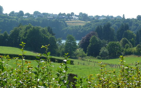 Butgenbach Nidrum 200: Fleur, Plante, Communauté Des Plantes, Vert, Ciel, Paysage Naturel, Lot Terre, Herbe, Arbuste